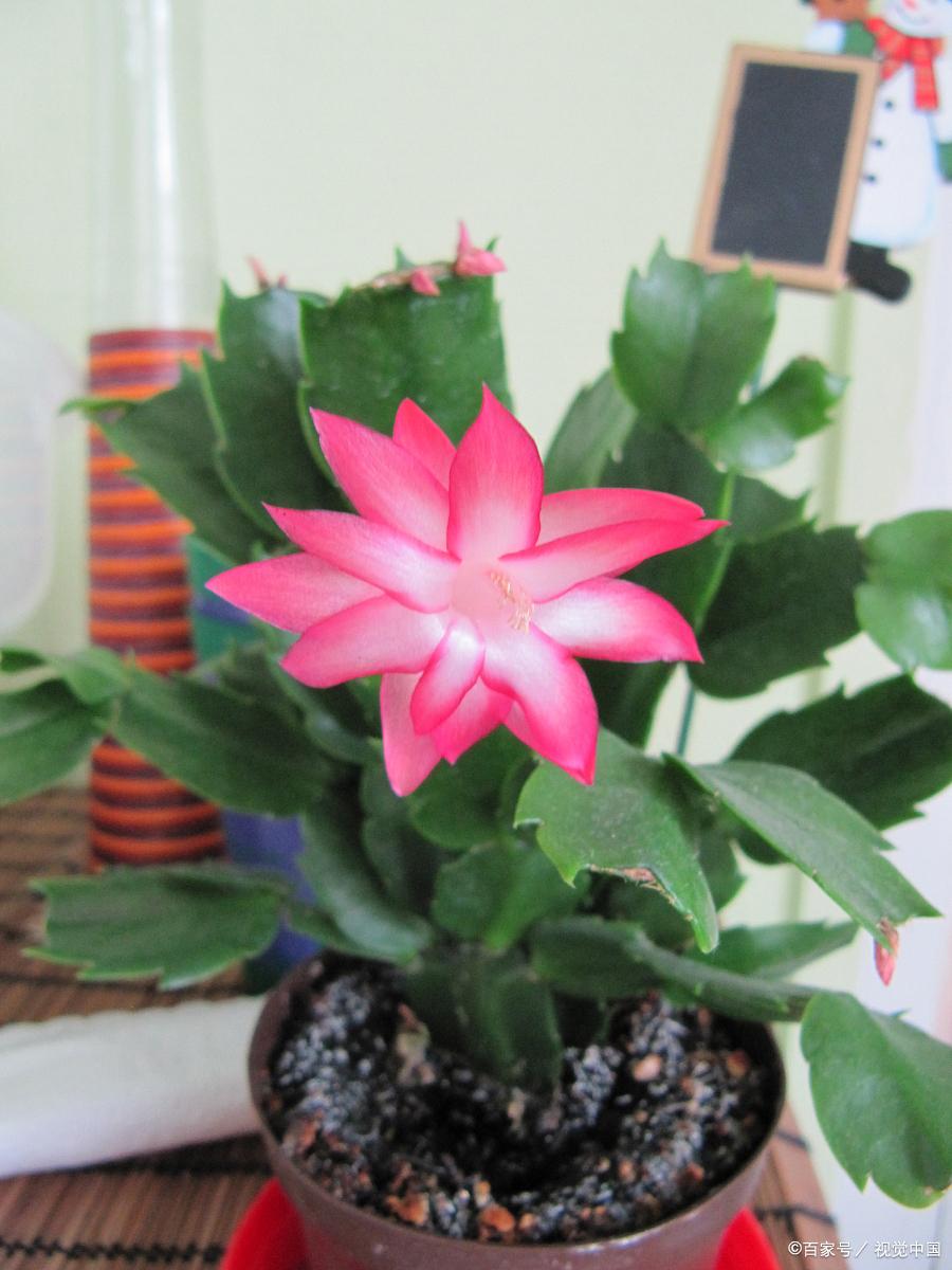 哪種花耐陰_花卉耐陰植物_比較耐陰的花卉有哪些