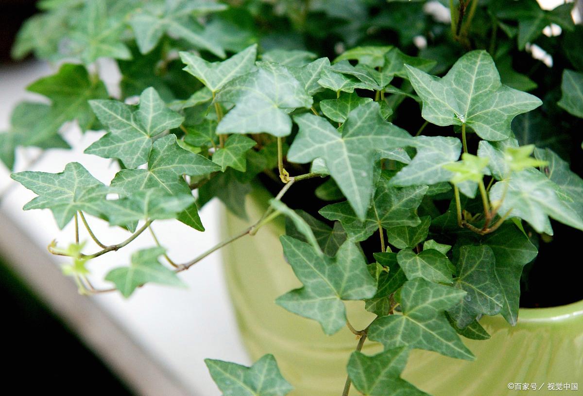 比較耐陰的花卉有哪些_花卉耐陰植物_哪種花耐陰