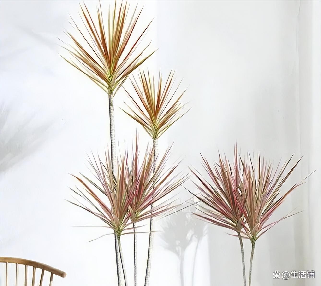 哪種花耐陰_花卉耐陰植物_比較耐陰的花卉有哪些