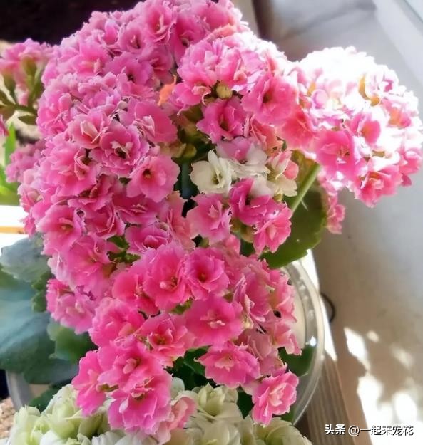 有沒有月月開花的花_十一月開花的有哪些花_花開有聲月月