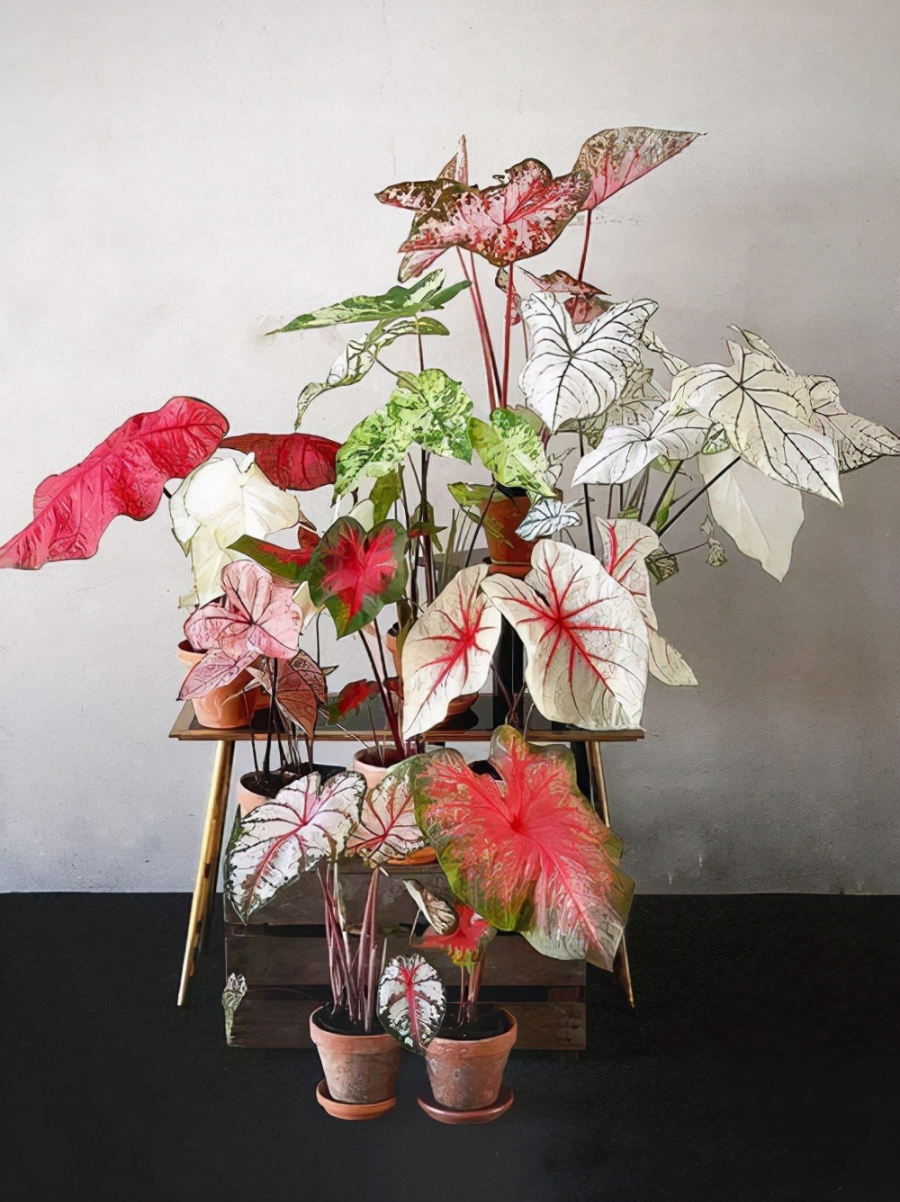 室內(nèi)適宜盆栽花卉_適合室內(nèi)盆栽花卉盆景_花卉適宜盆栽室內(nèi)還是室外