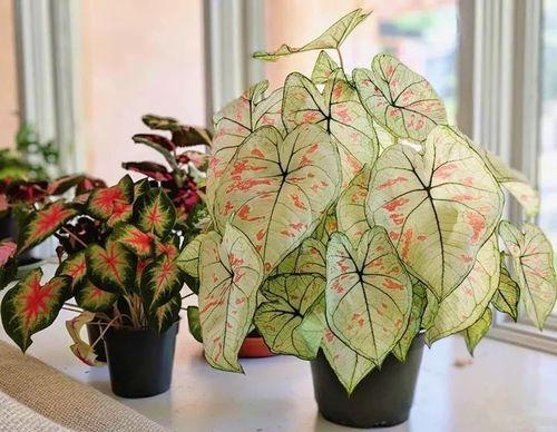 適合室內(nèi)盆栽花卉盆景_室內(nèi)適宜盆栽花卉_花卉適宜盆栽室內(nèi)還是室外