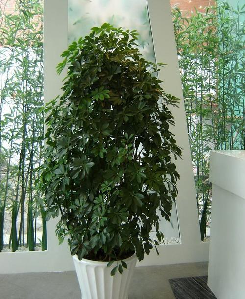 室內(nèi)適宜盆栽花卉_適合室內(nèi)盆栽花卉盆景_花卉適宜盆栽室內(nèi)還是室外