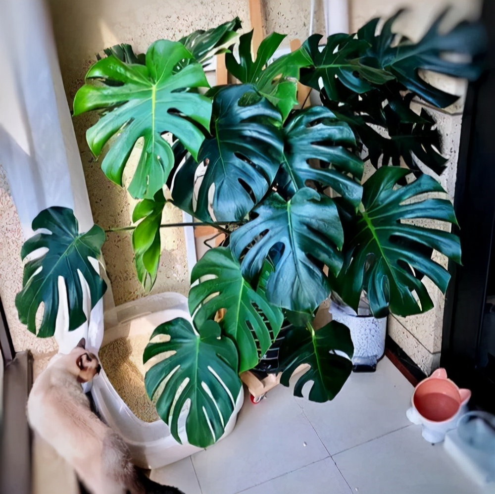 適合室內(nèi)盆栽花卉盆景_花卉適宜盆栽室內(nèi)還是室外_室內(nèi)適宜盆栽花卉