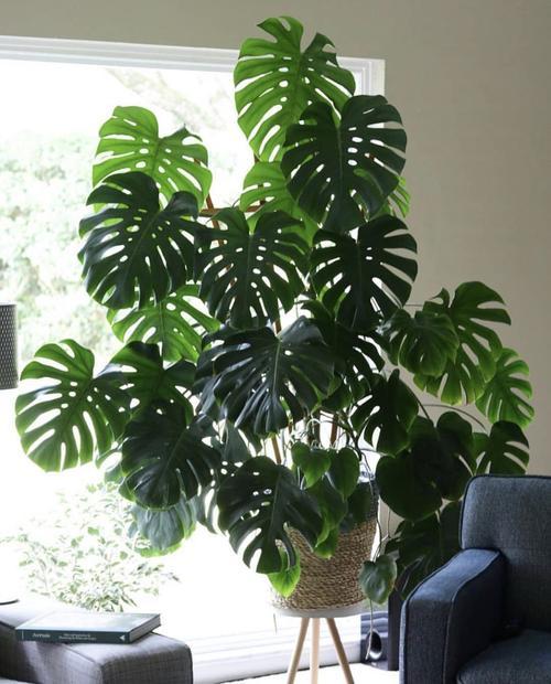 花卉適宜盆栽室內(nèi)還是室外_適合室內(nèi)盆栽花卉盆景_室內(nèi)適宜盆栽花卉