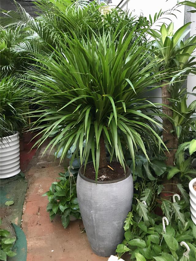 花卉適宜盆栽室內(nèi)還是室外_室內(nèi)適宜盆栽花卉_適合室內(nèi)盆栽花卉盆景