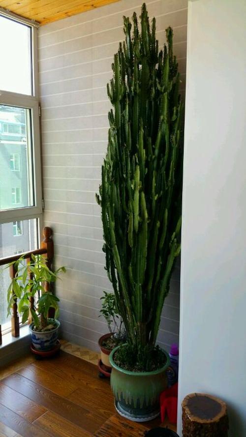 花卉適宜盆栽室內(nèi)還是室外_室內(nèi)適宜盆栽花卉_適合室內(nèi)盆栽花卉盆景