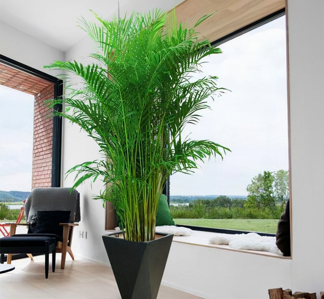 花卉適宜盆栽室內(nèi)還是室外_室內(nèi)適宜盆栽花卉_適合室內(nèi)盆栽花卉盆景