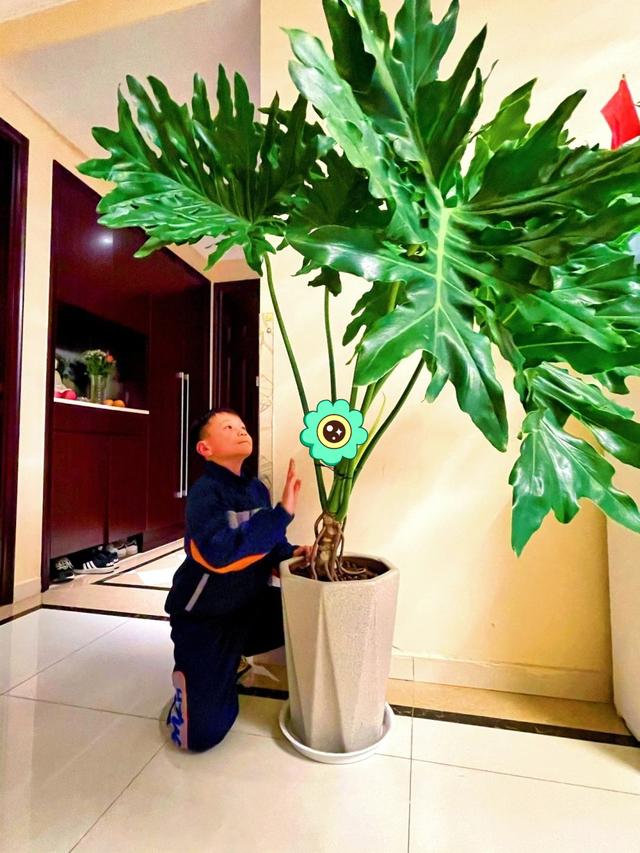 適合室內(nèi)盆栽花卉盆景_室內(nèi)適宜盆栽花卉_花卉適宜盆栽室內(nèi)還是室外