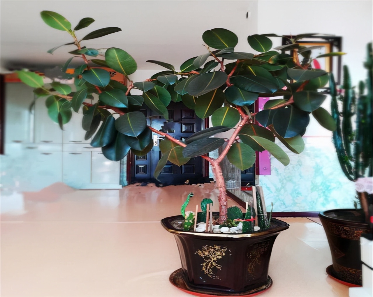 室內(nèi)適宜盆栽花卉_花卉適宜盆栽室內(nèi)還是室外_適合室內(nèi)盆栽花卉盆景