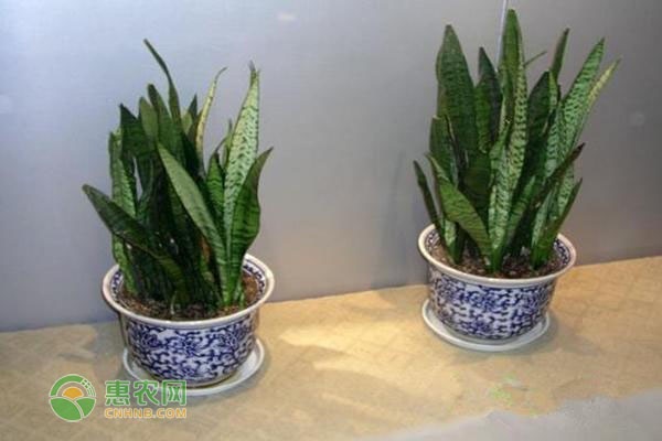 臥室養適合花有哪些花_臥室養適合花有什么植物_適合在臥室養的花有哪些