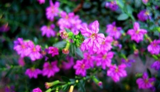 石頭多肉花怎么養_多肉石頭花_多肉的石頭花