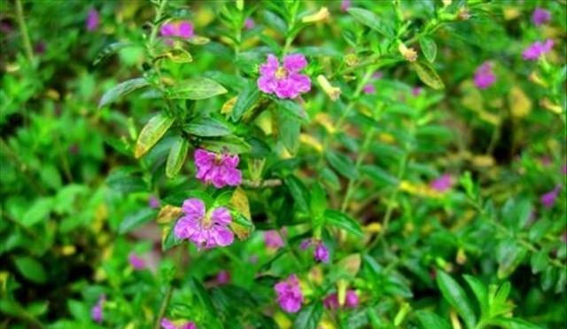 石頭多肉花怎么養_多肉的石頭花_多肉石頭花