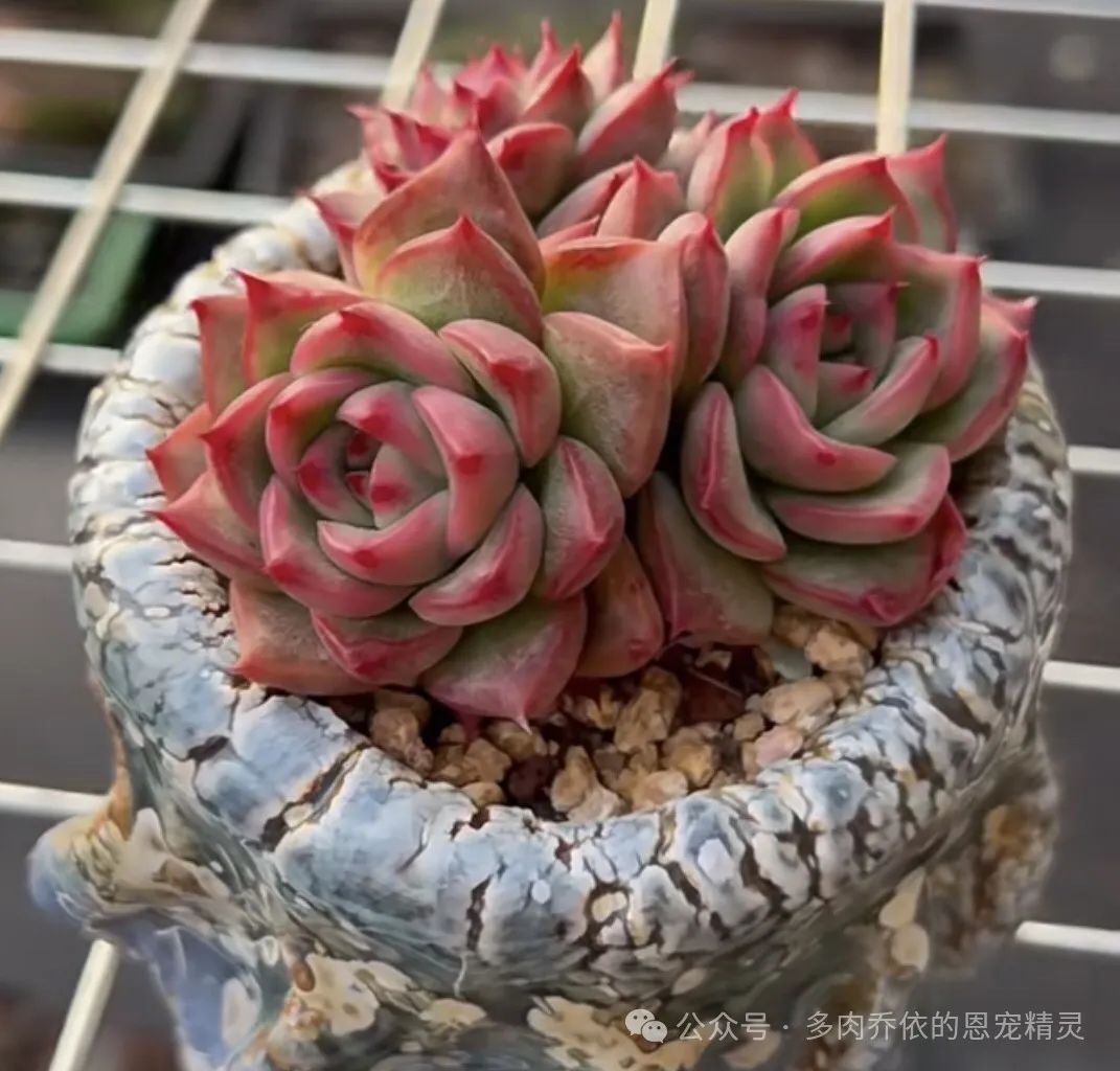 多肉植物保利安娜老樁圖片_多肉保利安娜好養嗎_保利安娜多肉好養嗎