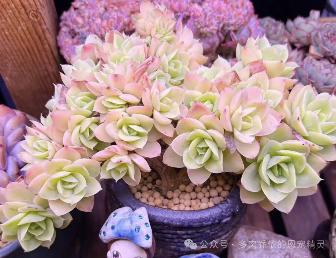 多肉植物保利安娜老樁圖片_多肉保利安娜好養嗎_保利安娜多肉好養嗎