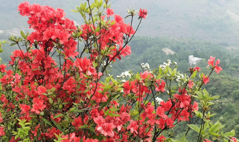 什么花適合冬天養不怕凍_凍天養什么花_冬天怕冷的花卉