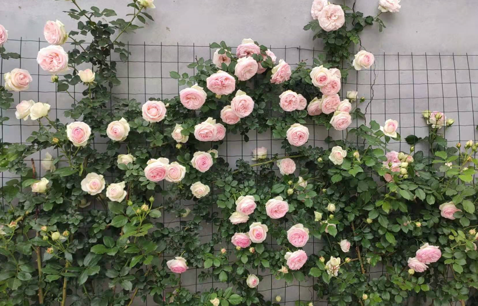 什么花適合冬天養不怕凍_凍天養什么花_冬天怕冷的花卉