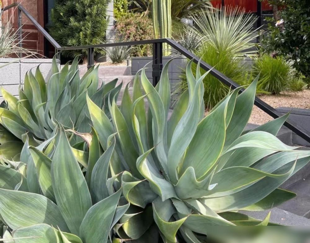 便宜養綠植好養的植物_便宜養綠植好不好_便宜又好養的綠植