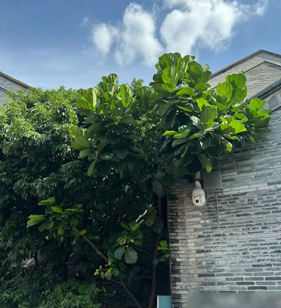 便宜養綠植好不好_便宜又好養的綠植_便宜養綠植好養的植物