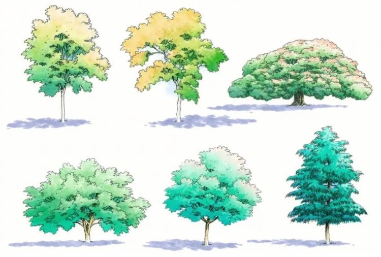 花卉庭院盆栽適合種什么花_適合庭院花盆種植的花樹_適合庭院盆栽的花卉