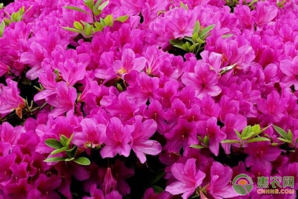 杜鵑花盆栽種植方法_杜鵑花盆栽養殖_盆栽杜鵑花的養殖