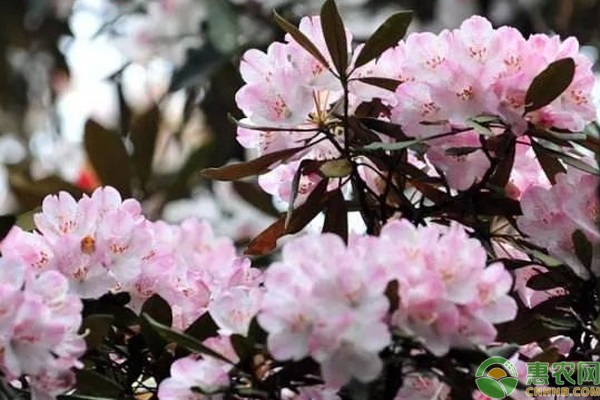 杜鵑花盆栽養殖_盆栽杜鵑花的養殖_杜鵑花盆栽種植方法