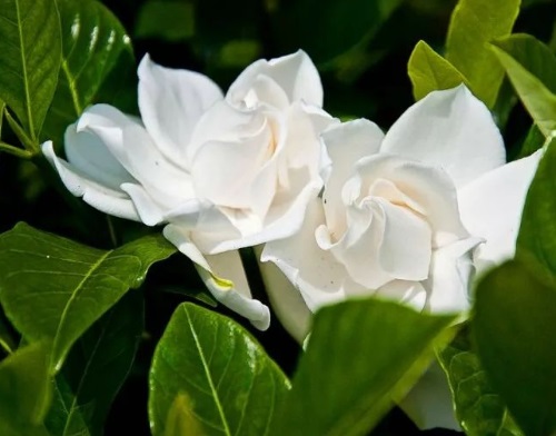 室內養梔子花適合什么花盆_梔子花適合室內養嗎_梔子花適不適合室內養