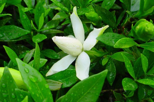 室內養梔子花適合什么花盆_梔子花適合室內養嗎_梔子花適不適合室內養