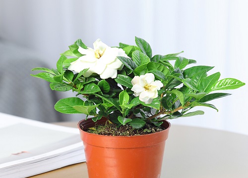 梔子花適不適合室內養_梔子花適合室內養嗎_室內養梔子花適合什么花盆